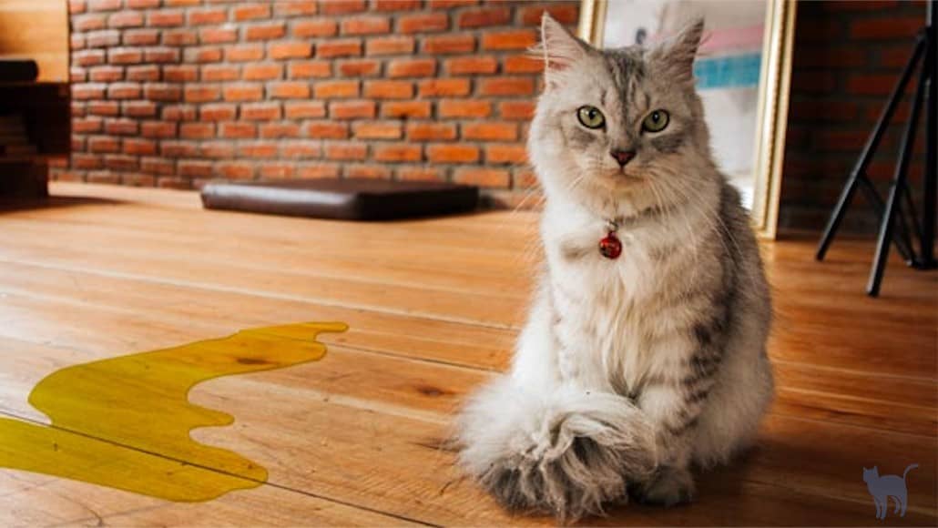 Cat spraying no more review: A cat sitting in the floor near its pee
