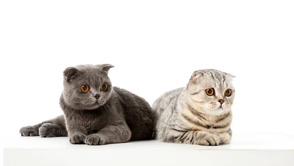 Can cats communicate with each other?: close up of two Scottish cats resting together very closely