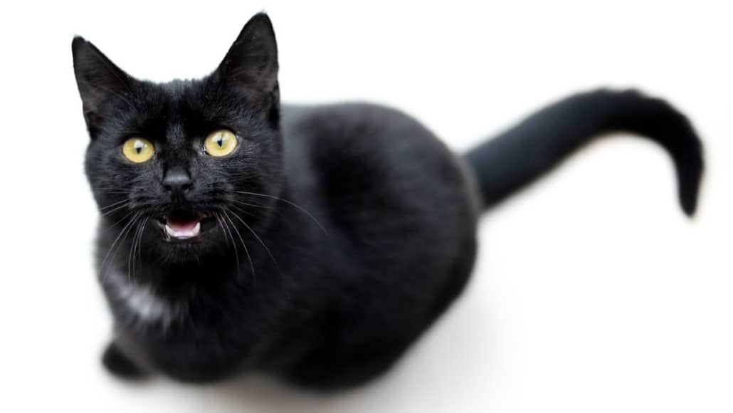 What do different cat noises mean? Close up of a black cat sitting on the floor looking up and meowing