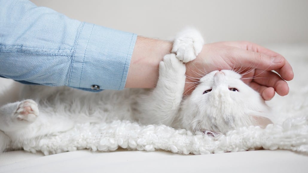 why does my cat grab my hand and bite me? White cat lying on its back grabbing the arm and biting the owner's hand