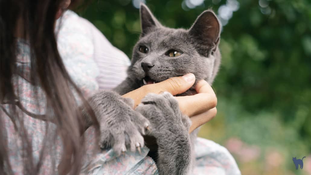 Why does my cat nibble me when i pet her? A young girl holds a gray cat in her arms, strokes him on the head, and he gently nibbles her hand.