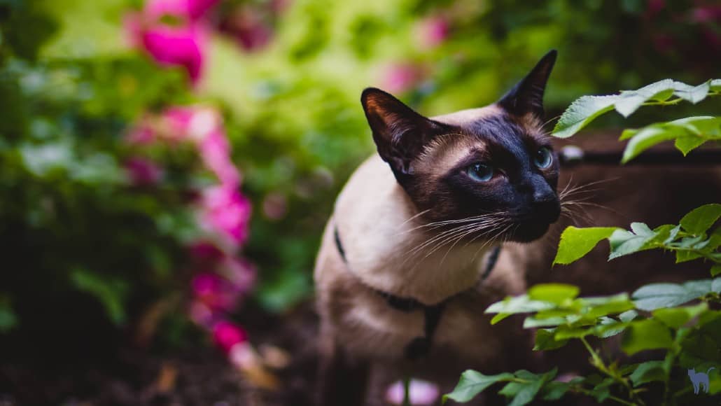 What scents do cats not like: Siamese cat walking in the middle of a garden with flowers and greenery sniffing a shrub