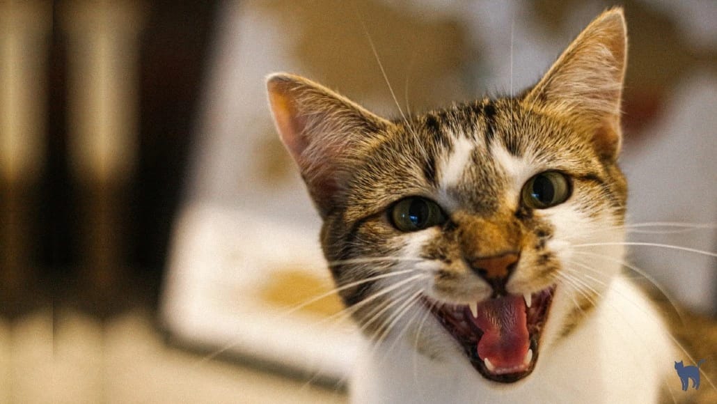 why does my cat meow all night? Close up of beautiful cat with open mouth meowing