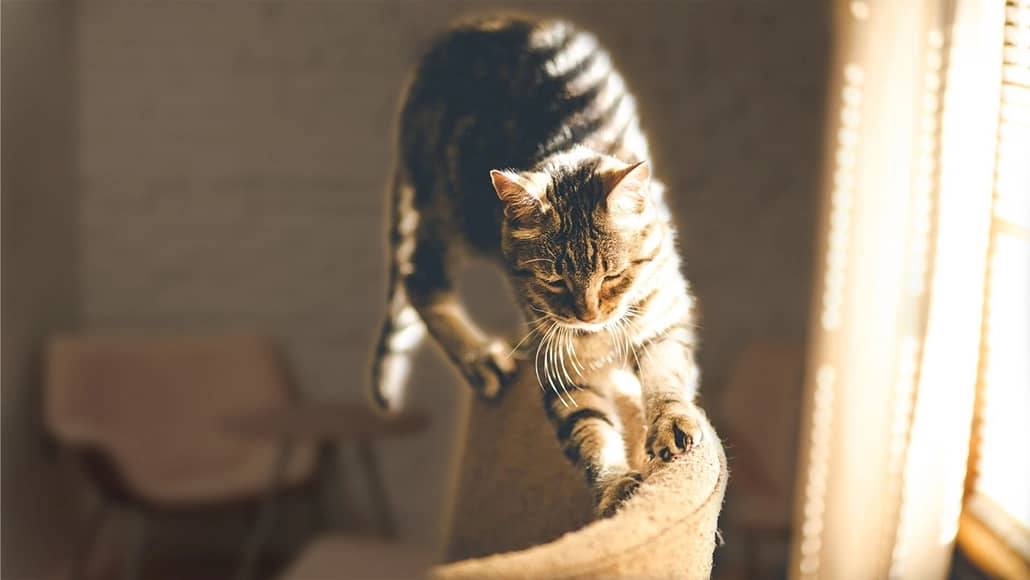 Why is my cat scratching everything: close up of a cat scratching a couch