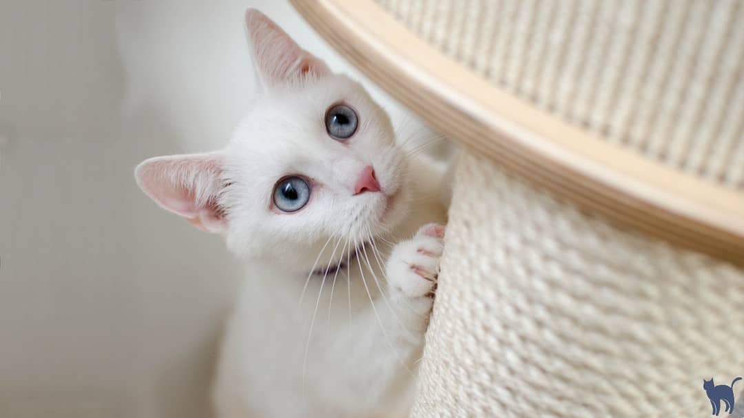 how to get your cat to use a scratching post: close up of a white cat scratching a white post