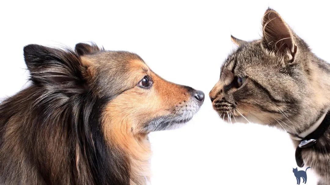 Cat aggression towards dogs: close-up of a cat and a dog defiantly glaring at each other
