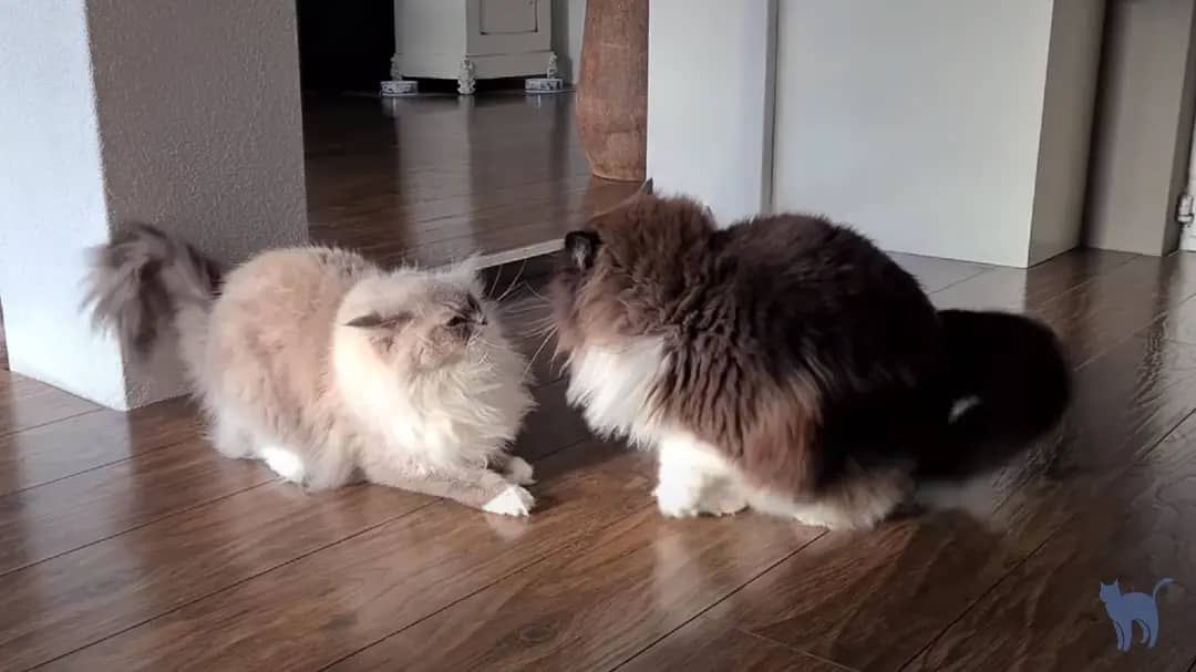 Cat aggression towards other cats: 2 indoor cats fighting in the living room