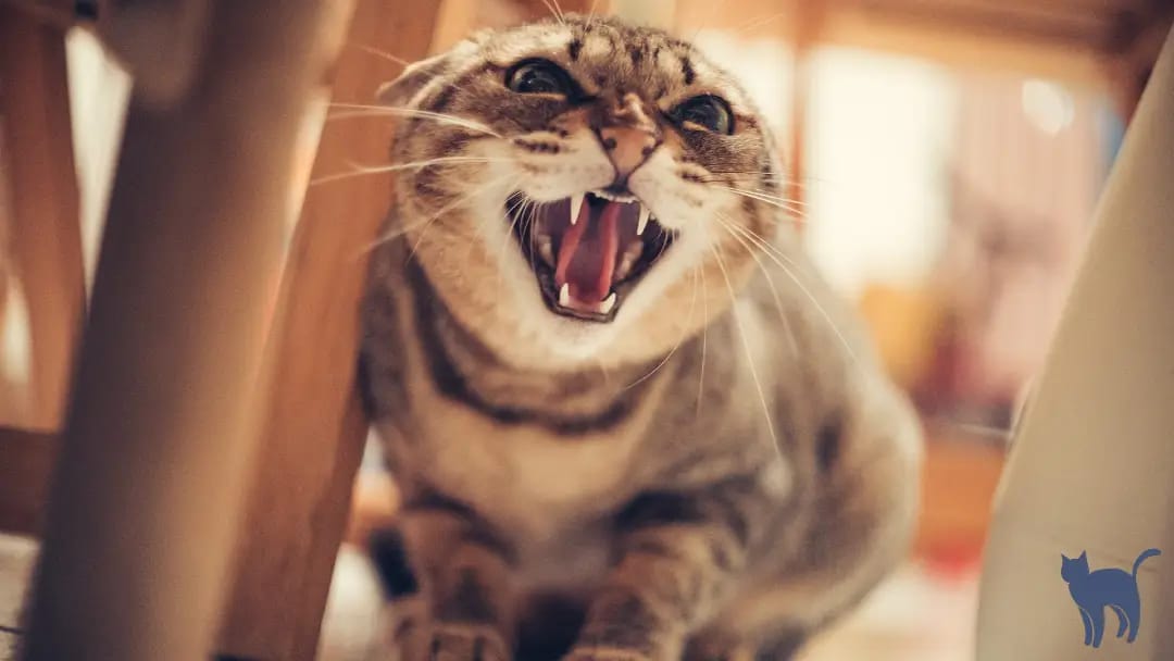 Cat behavior problems: Aggression. Close up of a cat under the table acting aggressively