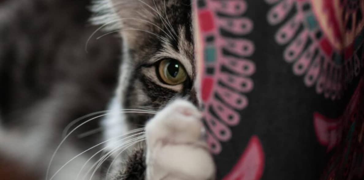 best ways to stop your cat from scratching furniture. Close up of a cat clawing a couch