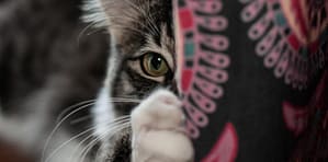 best ways to stop your cat from scratching furniture. Close up of a cat clawing a couch