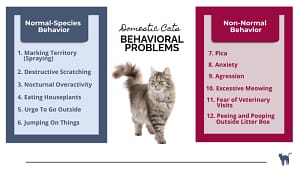 Domestic cats behavior problems: the 12 most common explained