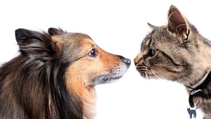 Cat aggression towards dogs: close-up of a cat and a dog defiantly glaring at each other