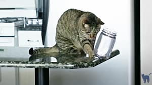 How to stop unwanted cat behavior: a close-up of a grey cat on the kitchen table chucking a glass container to the floor