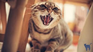 Cat behavior problems: Aggression. Close up of a cat under the table acting aggressively
