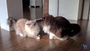 Cat aggression towards other cats: 2 indoor cats fighting in the living room