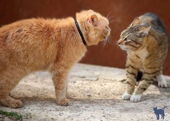 Two stray cats approaching and sniffing attentively