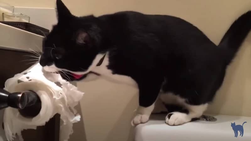 Why is my cat so badly behaved-Black cat destroying paper toilet
