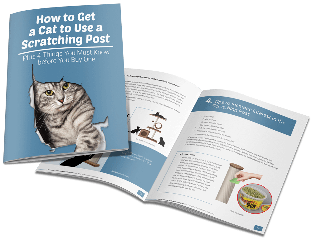 OP02 Scratching Post The Cat Journey