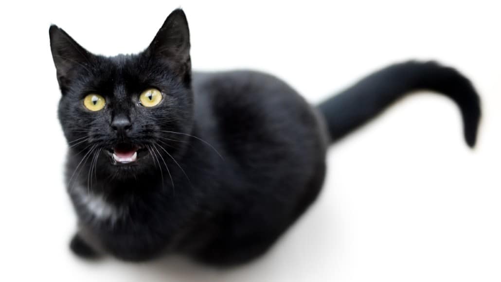 What Do Different Cat Noises Mean